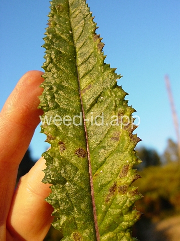 burnweed, Australian